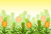 Plantation Pineapple Tree With Fruits. Isolated Vector Illustration.
