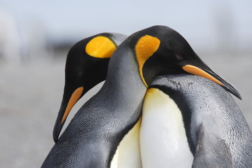 King penguins in love