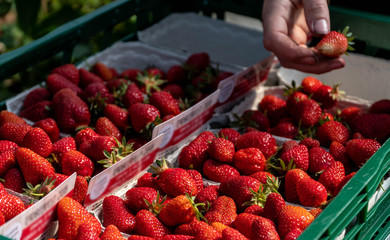 Field with strawberry harvest, farmer picking strawberries, organic farming concept