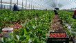 Field with strawberry harvest, farmer picking strawberries, organic farming concept