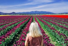  Girl Traveler Walks The Field Of Tulips In The Netherlands.