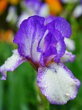 Close Up Of A Purple And White Bearded Iris Flower In Bloom With Rain Drops