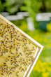 pszczoły na plastrze w pasiece wiosną
