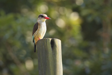 Wall Mural - The brown-hooded kingfisher (Halcyon albiventris) sitting on the wooden post with green background