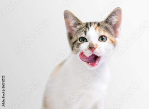 Cuadros en Lienzo A calico tabby domestic shorthair kitten licking its lips
