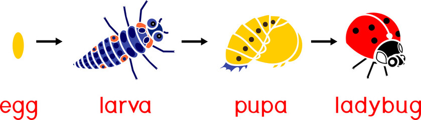 Wall Mural - Life cycle of ladybug. Sequence of stages of development of ladybug from egg to adult insect