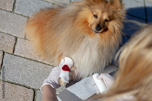 Fotografie, Obraz A human puts a bandage on a bleeding paw from a shetland sheepdog