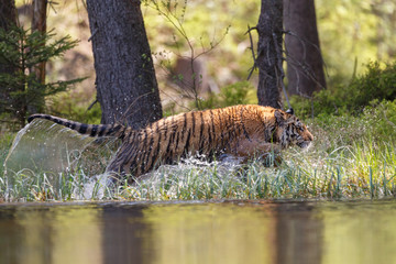 Wall Mural - Tiger im See