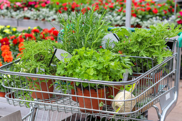 Seedlings of vegetables in pots in shop trolley. Shopping at garden center. Buying herbs and flowers in garden shop. Springtime.