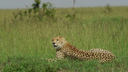 cheetah in maasai mara