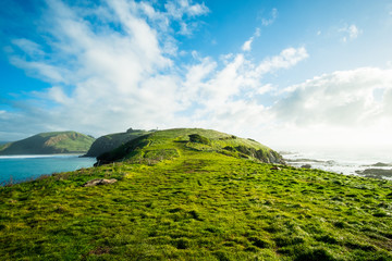 Wall Mural - Green grassland with blue sky. The coast of New Zealand. Seal colony.