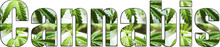 Cannabis Logo With Marijuana L...