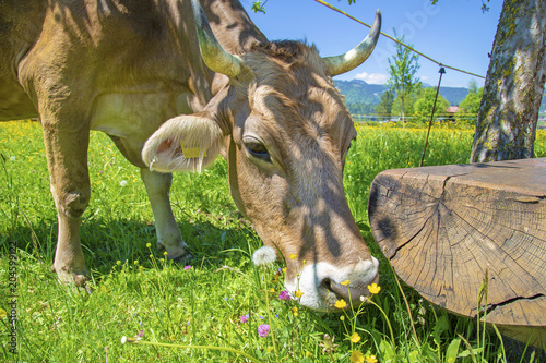 Kuh Allgau Bank Blumen Fruhling Lustig Buy This Stock