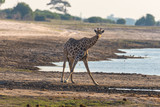 Fototapeta Sawanna - Giraffe walking in the bush on the desert pan. Wildlife Safari in the Etosha National Park, the main travel destination in Namibia, Africa. Profile view.