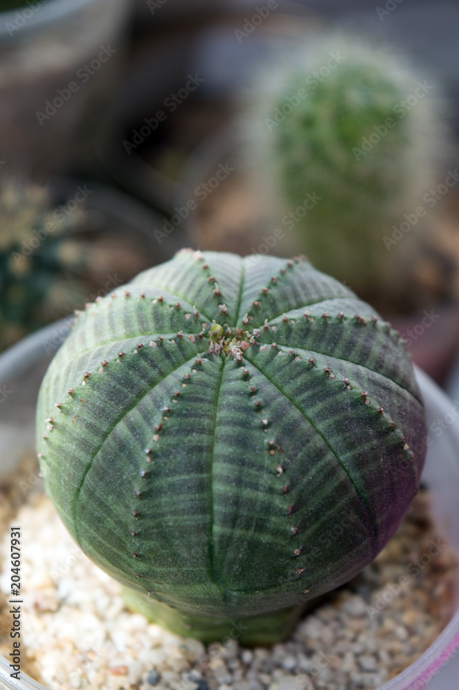 strawberry seeds heirloom Corn- Red Strawberry Popcorn-(Heirloom) – Whitwam Organics main image 1