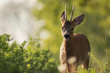 Wall Mural - portrait of a deer with a nice sunny atmophere