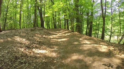 Wall Mural - POV Mountain biking through magical Forest with sunbeams