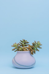 Wall Mural - Office decoration: Fresh succulent plant isolated on light blue background, with copy space. .