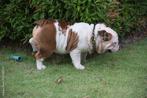 Fotografía white english bulldog urinate on green grass at the park, fat dog