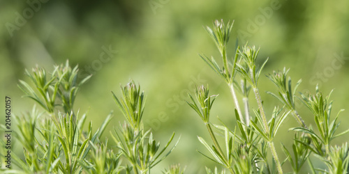 Fényképezés  The young plants are busy.