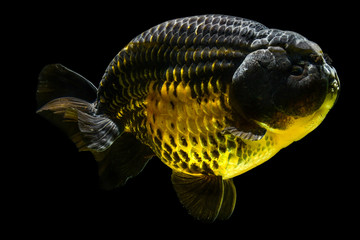 portrait of gold fish ranchu