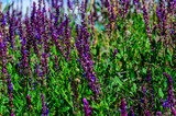Fototapeta Lawenda - Salvia flowers on meadow on summer