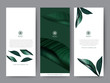 Packaging greenery tropical plant leaf spring and summer. For spa resort luxury hotel, logo, banner, fabric pattern, organic texture. Minimal style on white background. Vector illustration.