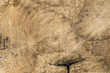 © GeorgeVieiraSilva - Fundo de madeira de textura. Vista superior com espaço para o seu texto.