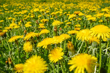 Wall Mural - Yellow dandelions. Bright flowers dandelions on background of green spring meadows.