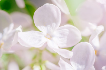 Wall Mural - Spring branch of blossoming lilac