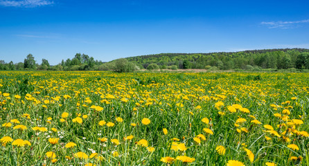 Wall Mural - Blue sky and field of dandelion, spring landscape