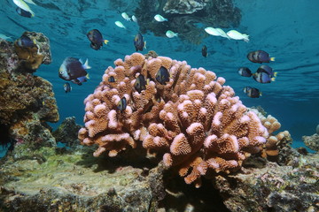 Pink cauliflower coral with tropical fish (damselfish) in shallow water, Pacific ocean, Polynesia, American Samoa