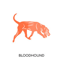Bloodhound Logo Isolated On White Background , Colorful Vector Icon, Brand Sign & Symbol For Your Business