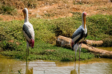 Wall Mural - A couples of painted storks bird standing on steady at muddy water for fish close view.