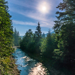 Wall Mural - river in the night forest under moon light. dark sky with stars
