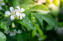White Flower, Orange Jessamine, Andaman Satinwood On Brunch, Withgreen And Bokeh Background