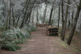 Fototapeta Las - Work in the winter forest