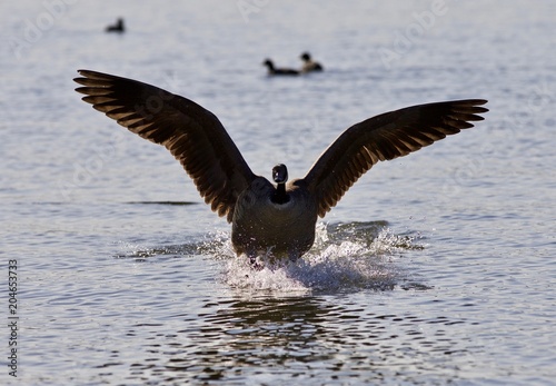 Fotografie, Tablou Beautiful isolated image of a landing Canada goose