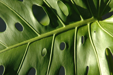 Blancaneaux Green Leaf Macro 2