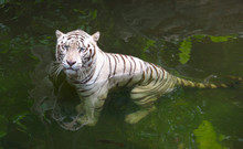 Tiger In Water. White Bengal Tiger Taking Bath In A River Looking Displeased