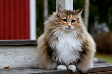 Norwegian forest cat female sitting on a doorstep