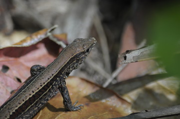lizard