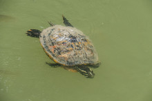 tortoise-float-free-stock-photo-public-domain-pictures