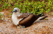 Blue Footed Booby Mother and Chick