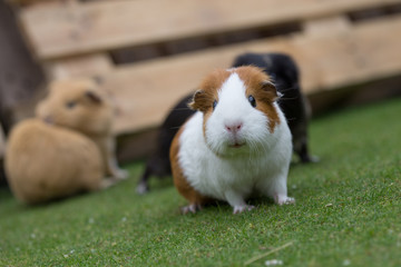 Wall Mural - guinea pig