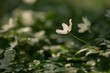 © milosz_g - White anemone flowers blooming in spring forest