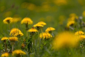 Wall Mural - Yellow dandelions growing on spring meadow