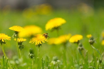 Wall Mural - Yellow dandelions growing on spring meadow