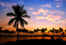 Palm Tree Silhouettes At Anaehoomalu Bay, On Big Island, Hawaii
