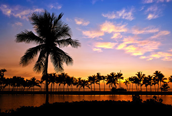 Palm tree silhouettes at Anaehoomalu Bay, on Big Island, Hawaii